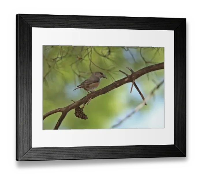 Framed Print : Red Crossbill (Loxia curvirostra poliogyna) North African subspecies, adult male, perched on pine branch, Morocco Framed Print : Red Crossbill (Loxia curvirostra poliogyna) North African subspecies, adult male, perched on pine branch, Morocco
