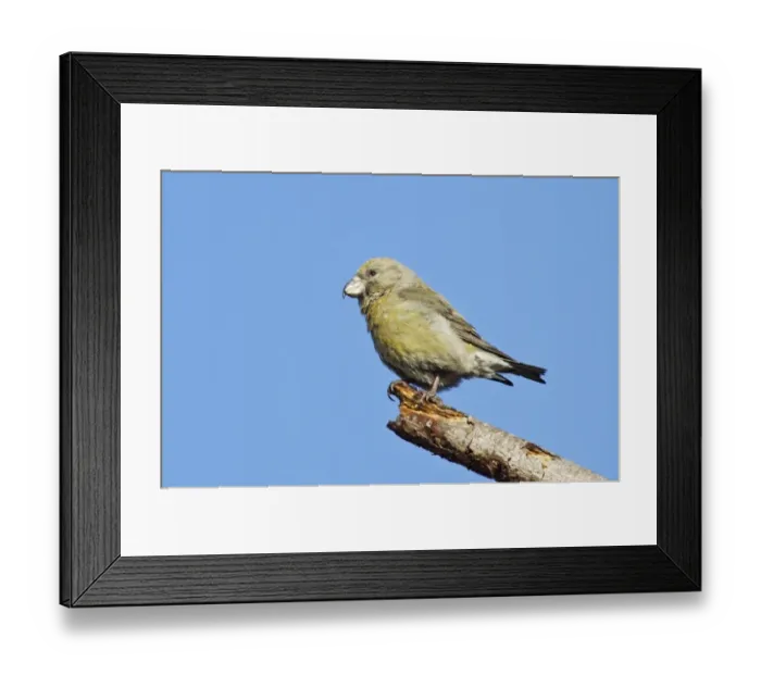 Framed Print : Parrot Crossbill (Loxia pytyopsittacus) adult female, perched on twig, Norfolk, England, February Framed Print : Parrot Crossbill (Loxia pytyopsittacus) adult female, perched on twig, Norfolk, England, February