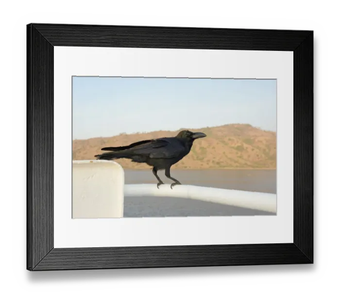 Framed Print : Jungle Crow (Corvus macrorhynchos) adult, perched on ship, Komodo Island, Komodo N. P Framed Print : Jungle Crow (Corvus macrorhynchos) adult, perched on ship, Komodo Island, Komodo N. P