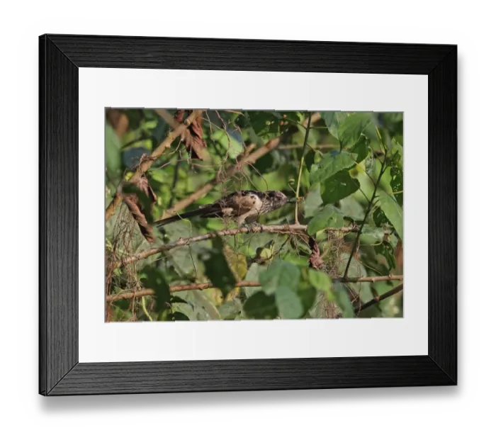 Framed Print : Levaillants Cuckoo (Clamator levaillantii) immature, with insect prey in beak, perched on twig, Stingless-bee Road