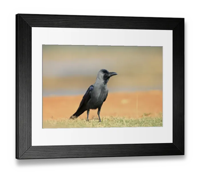 Framed Print : House Crow (Corvus splendens) adult, standing on grass, Sri Lanka, February Framed Print : House Crow (Corvus splendens) adult, standing on grass, Sri Lanka, February