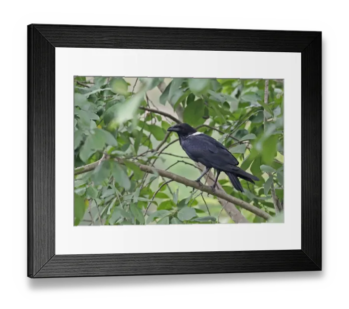 Framed Print : Pied Crow (Corvus albus) adult, perched on branch, Ankasa Reserve, Ghana, February Framed Print : Pied Crow (Corvus albus) adult, perched on branch, Ankasa Reserve, Ghana, February