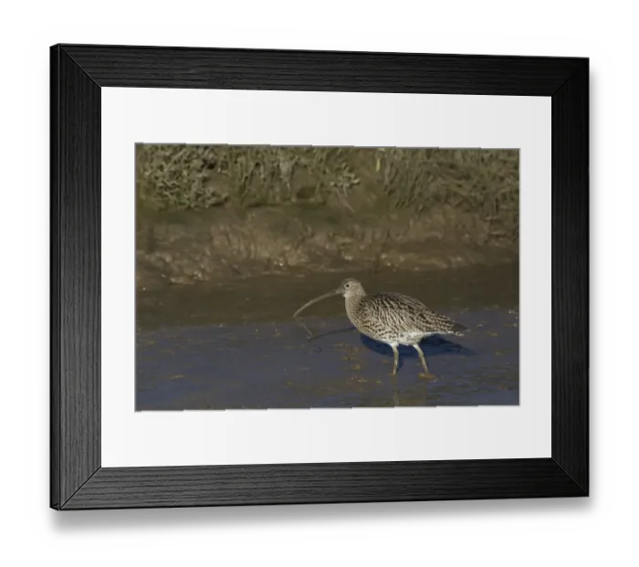 Framed Print : Eurasian Curlew (Numenius arquata) adult, carrying worm in beak, prior to washing in tidal creek, Norfolk, England Framed Print : Eurasian Curlew (Numenius arquata) adult, carrying worm in beak, prior to washing in tidal creek, Norfolk, England
