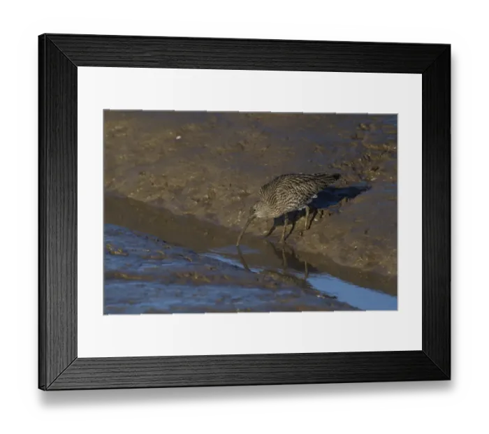 Framed Print : Eurasian Curlew (Numenius arquata) adult, washing worm in tidal creek, Norfolk, England, January Framed Print : Eurasian Curlew (Numenius arquata) adult, washing worm in tidal creek, Norfolk, England, January