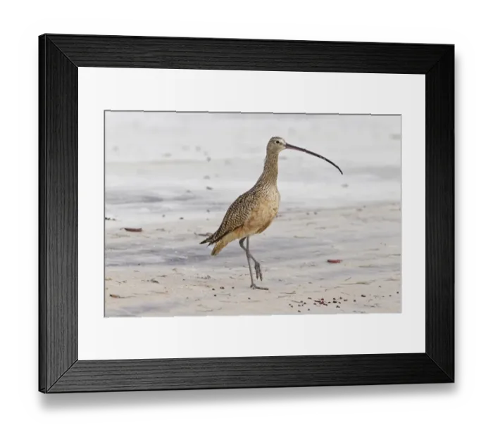 Framed Print : Long-billed Curlew (Numenius americanus) adult, walking on mud at edge of water, Florida, U. S. A. February Framed Print : Long-billed Curlew (Numenius americanus) adult, walking on mud at edge of water, Florida, U. S. A. February