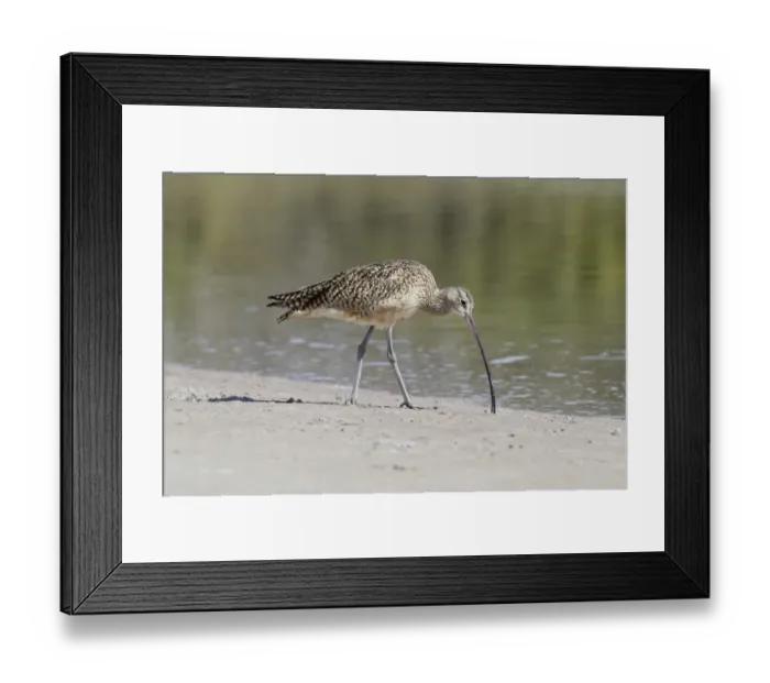 Framed Print : Long-billed Curlew (Numenius americanus) adult, foraging on mud at edge of water, Florida, U. S. A. February Framed Print : Long-billed Curlew (Numenius americanus) adult, foraging on mud at edge of water, Florida, U. S. A. February