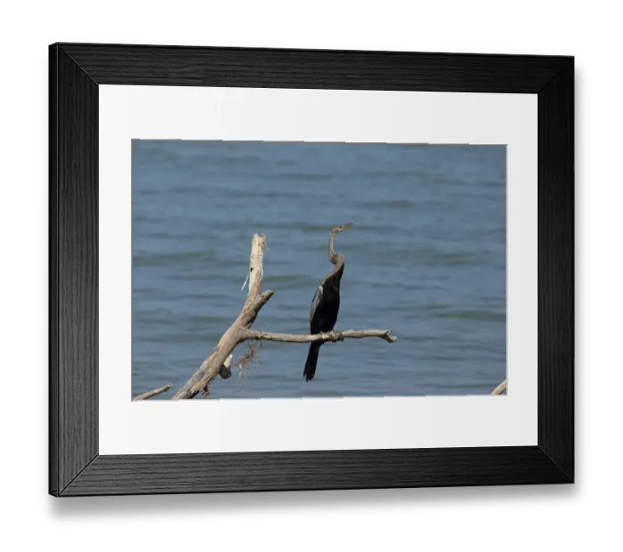 Framed Print : Oriental Darter (Anhinga melanogaster) immature, perched on branch over water, Sri Lanka, February Framed Print : Oriental Darter (Anhinga melanogaster) immature, perched on branch over water, Sri Lanka, February