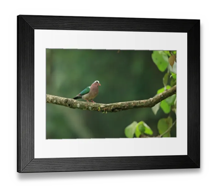Framed Print : Emerald Dove (Chalcophaps indica robinsoni) adult, perched on branch, Sri Lanka, February