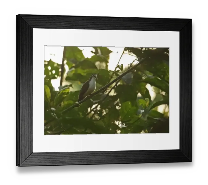 Framed Print : Tambourine Dove (Turtur tympanistria) adult, perched on branch in early morning light, Atewa, Ghana, February Framed Print : Tambourine Dove (Turtur tympanistria) adult, perched on branch in early morning light, Atewa, Ghana, February