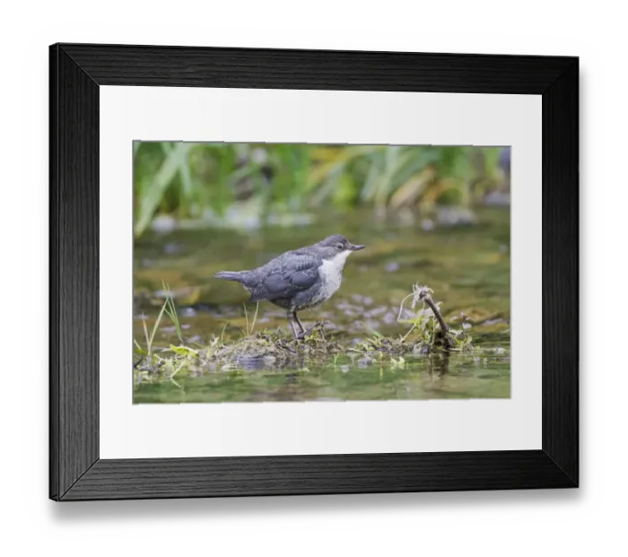 Framed Print : White-throated Dipper (Cinclus cinclus gularis) juvenile, standing in stream, Derbyshire, England, May