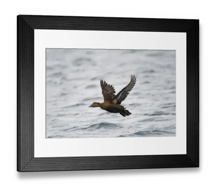 Framed Print : Common Eider (Somateria mollissima) adult female, in flight over sea, Batsfjord, Varanger Peninsula, Finnmark, Norway Framed Print : Common Eider (Somateria mollissima) adult female, in flight over sea, Batsfjord, Varanger Peninsula, Finnmark, Norway