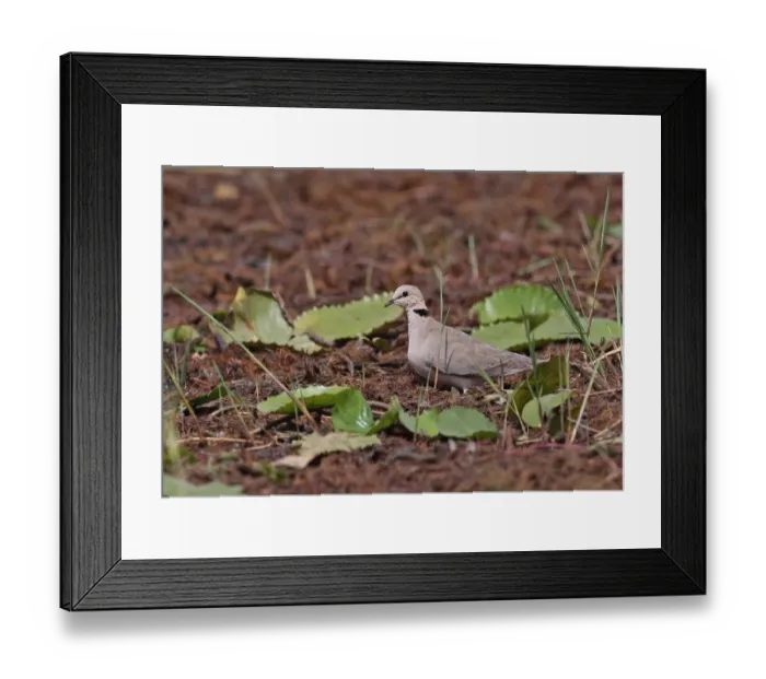 Framed Print : Vinaceous Dove (Streptopelia vinacea) adult, drinking at vegetated pond, Mole N. P. Ghana, February Framed Print : Vinaceous Dove (Streptopelia vinacea) adult, drinking at vegetated pond, Mole N. P. Ghana, February