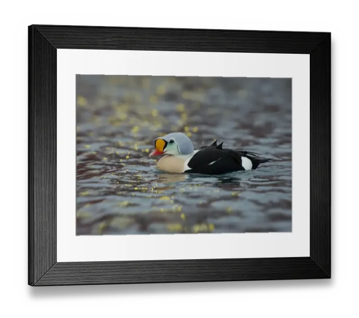 Framed Print : King Eider (Somateria spectabilis) adult male, breeding plumage, swimming, Batsfjord, Varanger Peninsula, Finnmark Framed Print : King Eider (Somateria spectabilis) adult male, breeding plumage, swimming, Batsfjord, Varanger Peninsula, Finnmark