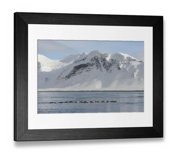 Framed Print : Common Eider (Somateria mollissima) adult males and females, flock swimming at sea, Snaefellsnes, Vesturland, Iceland Framed Print : Common Eider (Somateria mollissima) adult males and females, flock swimming at sea, Snaefellsnes, Vesturland, Iceland