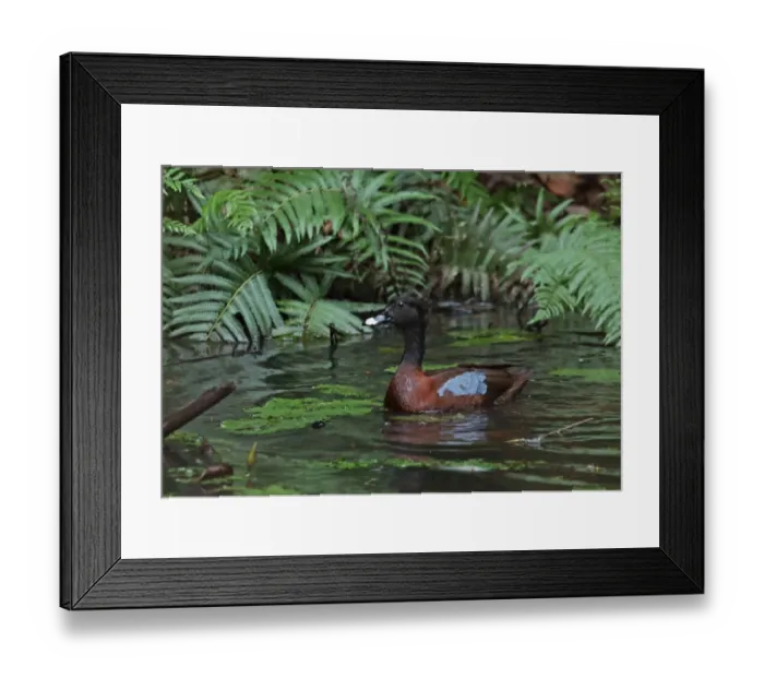 Framed Print : Hartlaubs Duck (Pteronetta hartlaubii) adult female, swimming on forest pond, Ankasa Reserve, Ghana, February Framed Print : Hartlaubs Duck (Pteronetta hartlaubii) adult female, swimming on forest pond, Ankasa Reserve, Ghana, February