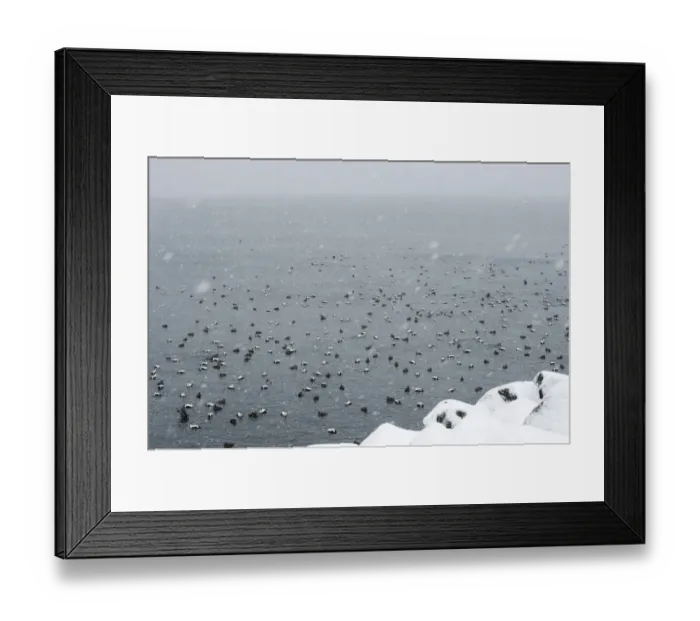 Framed Print : Common Eider (Somateria mollissima) adult males and females, flock swimming at sea during snowfall, Snaefellsnes