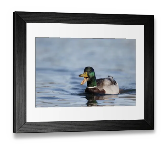 Framed Print : Mallard Duck (Anas platyrhynchos) adult male, calling and swimming, Northumberland, England, May Framed Print : Mallard Duck (Anas platyrhynchos) adult male, calling and swimming, Northumberland, England, May