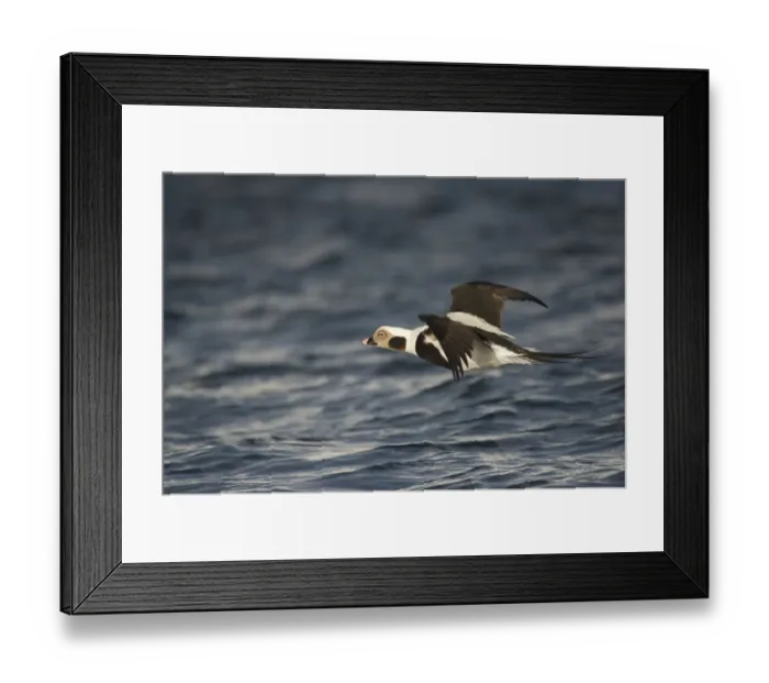 Framed Print : Long-tailed Duck (Clangula hyemalis) adult male, non-breeding plumage, in flight, Batsfjord, Varanger Peninsula Framed Print : Long-tailed Duck (Clangula hyemalis) adult male, non-breeding plumage, in flight, Batsfjord, Varanger Peninsula