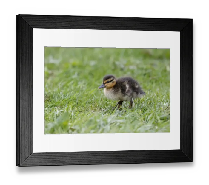 Framed Print : Mallard Duck (Anas platyrhynchos) duckling, standing on grass, Northumberland, England, May