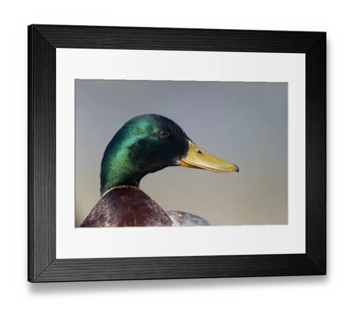 Framed Print : Mallard Duck (Anas platyrhynchos) adult male, close-up of head, Warwickshire, England, May Framed Print : Mallard Duck (Anas platyrhynchos) adult male, close-up of head, Warwickshire, England, May