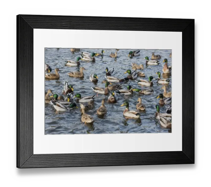 Framed Print : Mallard Duck (Anas platyrhynchos) adult males and females, flock swimming on mill pond, Chipping, Forest of Bowland Framed Print : Mallard Duck (Anas platyrhynchos) adult males and females, flock swimming on mill pond, Chipping, Forest of Bowland