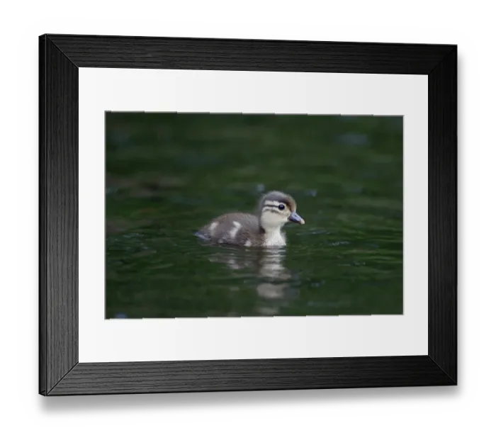 Framed Print : Mandarin Duck (Aix galericulata) introduced species, duckling, swimming, Warwickshire, England, May Framed Print : Mandarin Duck (Aix galericulata) introduced species, duckling, swimming, Warwickshire, England, May