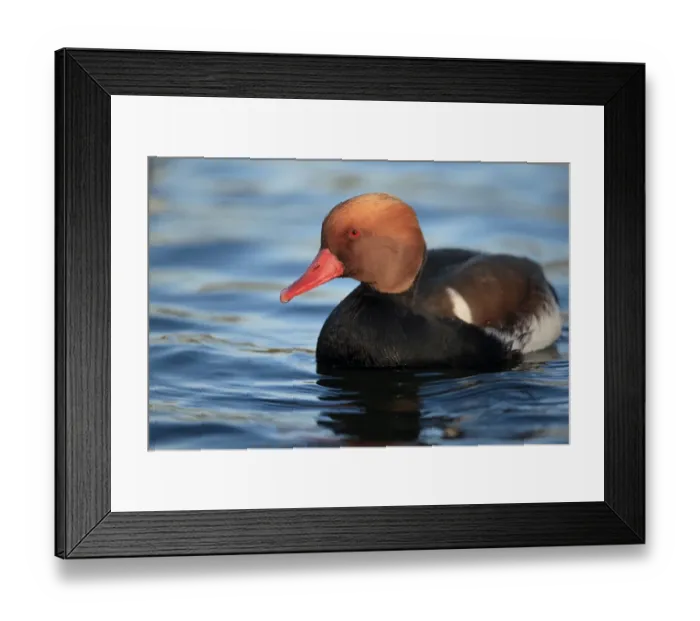 Framed Print : Red-crested Pochard (Netta rufina) adult male, swimming, Norfolk, England, February Framed Print : Red-crested Pochard (Netta rufina) adult male, swimming, Norfolk, England, February
