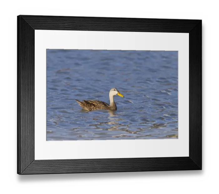 Framed Print : Mottled Duck (Anas fulvigula) adult, swimming, Florida, U. S. A. March Framed Print : Mottled Duck (Anas fulvigula) adult, swimming, Florida, U. S. A. March