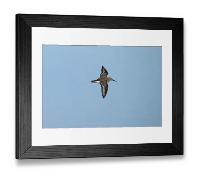 Framed Print : Lesser Kestrel (Falco naumanni) adult male, in flight, transferring Centipede (Scolopendra sp) Framed Print : Lesser Kestrel (Falco naumanni) adult male, in flight, transferring Centipede (Scolopendra sp)
