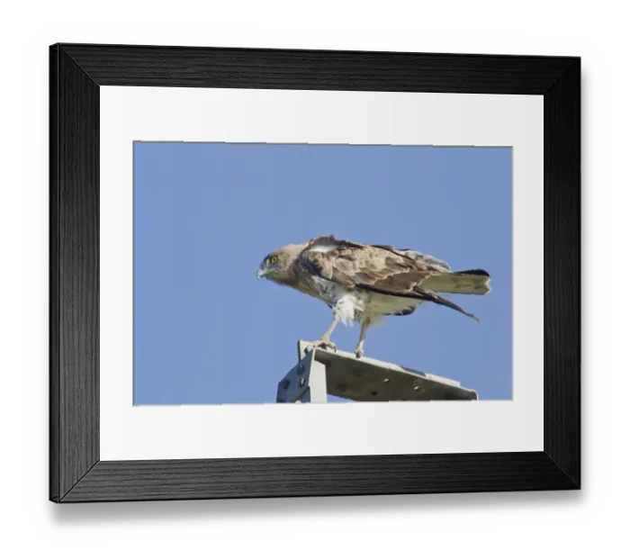 Framed Print : Short-toed Eagle (Circaetus gallicus) adult, perched on electricity pylon, Camargue, Bouches-du-Rhone