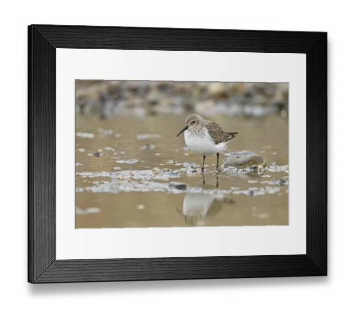 Framed Print : Dunlin (Calidris alpina) adult, moulting into breeding plumage, standing in shallow water, Salthouse, Norfolk, England Framed Print : Dunlin (Calidris alpina) adult, moulting into breeding plumage, standing in shallow water, Salthouse, Norfolk, England