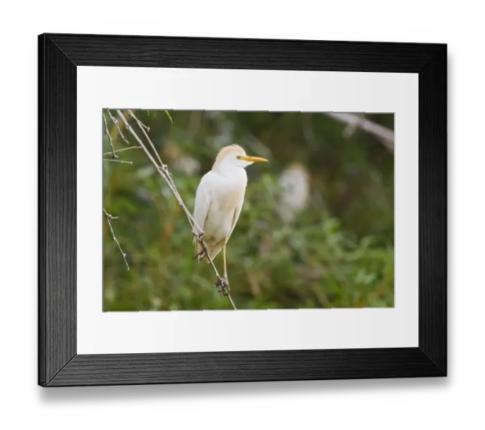 Framed Print : Western Cattle Egret (Bubulcus ibis ibis) adult, breeding plumage, perched on twig, Costa Rica, April Framed Print : Western Cattle Egret (Bubulcus ibis ibis) adult, breeding plumage, perched on twig, Costa Rica, April