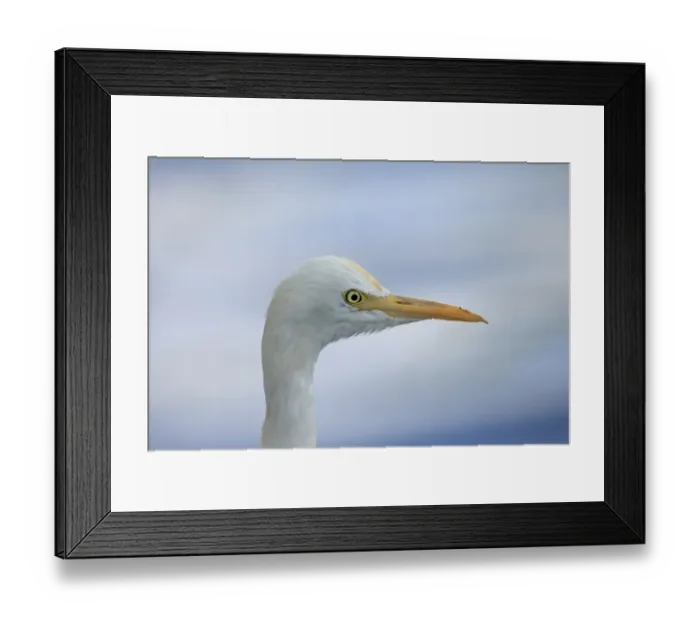 Framed Print : Eastern Cattle Egret (Bubulcus ibis coromandus) adult, non-breeding plumage, close-up of head, Sri Lanka, February Framed Print : Eastern Cattle Egret (Bubulcus ibis coromandus) adult, non-breeding plumage, close-up of head, Sri Lanka, February