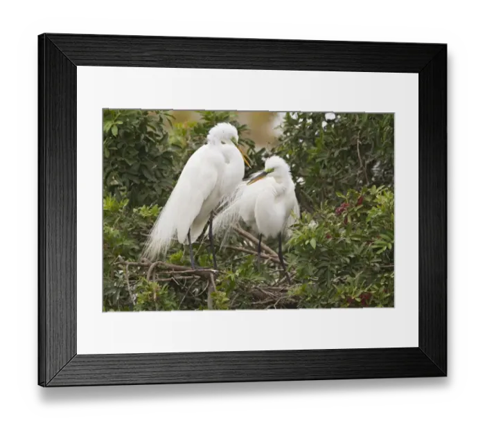 Framed Print : Great Egret (Ardea alba egretta) adult pair, breeding plumage, displaying in tree, Florida, U. S. A. February Framed Print : Great Egret (Ardea alba egretta) adult pair, breeding plumage, displaying in tree, Florida, U. S. A. February