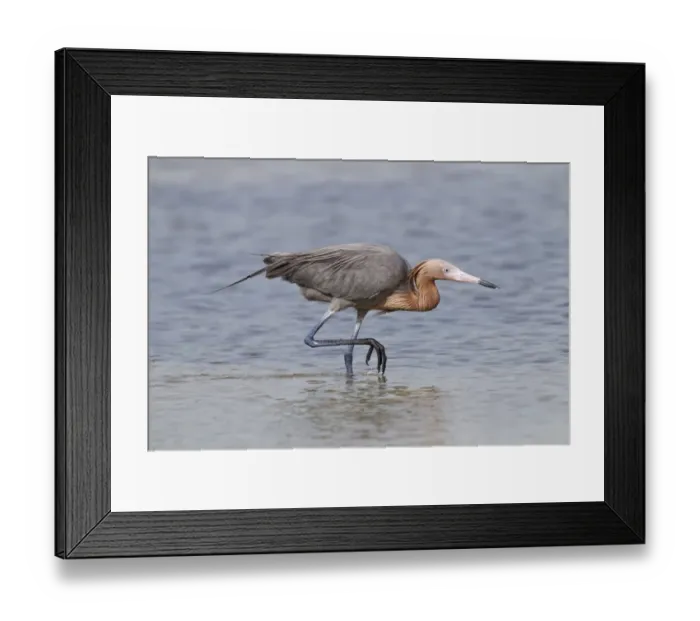 Framed Print : Reddish Egret (Egretta rufescens) dark morph, adult, fishing in shallow water, Florida, U. S. A. February Framed Print : Reddish Egret (Egretta rufescens) dark morph, adult, fishing in shallow water, Florida, U. S. A. February