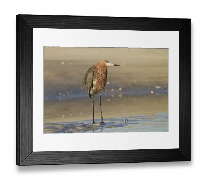 Framed Print : Reddish Egret (Egretta rufescens) dark morph, adult, standing on mud, Florida, U. S. A. February Framed Print : Reddish Egret (Egretta rufescens) dark morph, adult, standing on mud, Florida, U. S. A. February