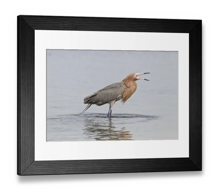 Framed Print : Reddish Egret (Egretta rufescens) dark morph, adult, fishing in shallow water, Florida, U. S. A. February Framed Print : Reddish Egret (Egretta rufescens) dark morph, adult, fishing in shallow water, Florida, U. S. A. February