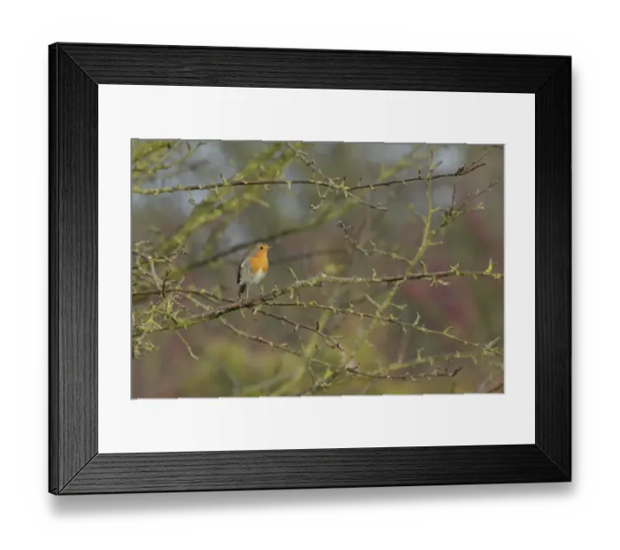 Framed Print : European Robin (Erithacus rubecula) adult, perched on bare twig in hedgerow, West Yorkshire, England, November Framed Print : European Robin (Erithacus rubecula) adult, perched on bare twig in hedgerow, West Yorkshire, England, November