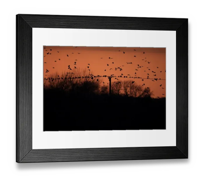 Framed Print : Rook (Corvus frugilegus) and Jackdaw (Corvus monedula) mixed flock, in flight and perched on overhead wires Framed Print : Rook (Corvus frugilegus) and Jackdaw (Corvus monedula) mixed flock, in flight and perched on overhead wires