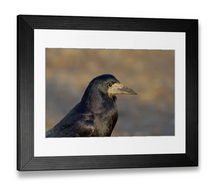 Framed Print : Rook (Corvus frugilegus) adult, close-up of head, Norfolk, England, January Framed Print : Rook (Corvus frugilegus) adult, close-up of head, Norfolk, England, January