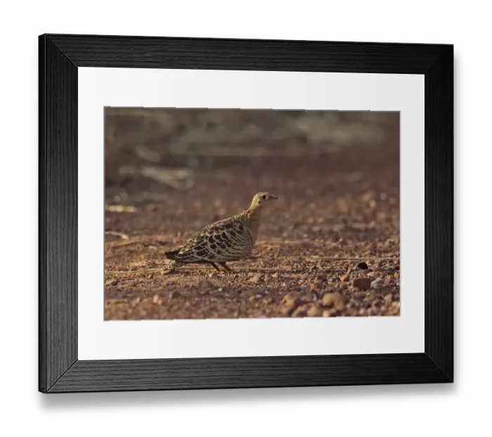 Framed Print : Four-banded Sandgrouse (Pterocles quadricinctus) adult female, standing on dirt road, Mole N. P. Ghana, February Framed Print : Four-banded Sandgrouse (Pterocles quadricinctus) adult female, standing on dirt road, Mole N. P. Ghana, February