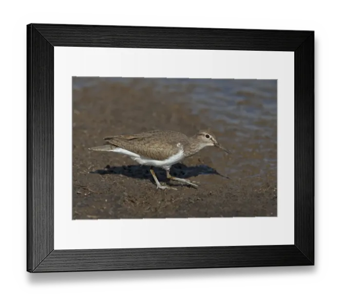 Framed Print : Common Sandpiper (Actitis hypoleucos) adult, breeding plumage, foraging on mud, Spain, May Framed Print : Common Sandpiper (Actitis hypoleucos) adult, breeding plumage, foraging on mud, Spain, May