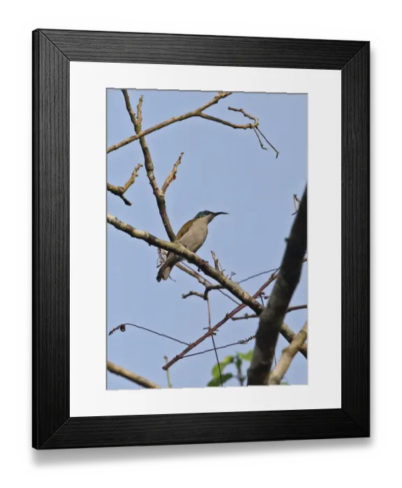 Framed Print : Green-headed Sunbird (Cyanomitra verticalis verticalis) adult female, perched on branch, Stingless-bee Road Framed Print : Green-headed Sunbird (Cyanomitra verticalis verticalis) adult female, perched on branch, Stingless-bee Road