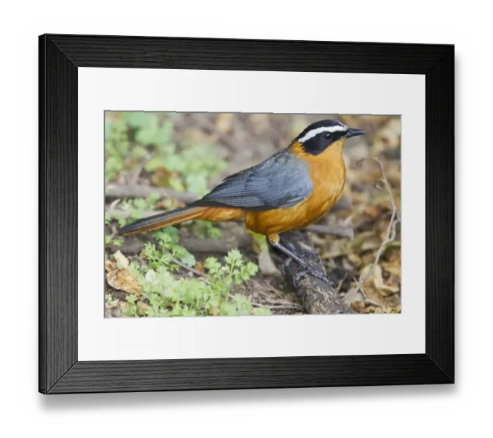 Framed Print : White-browed Robin-chat (Cossypha heuglini) adult, standing on fallen twig, Kenya, October Framed Print : White-browed Robin-chat (Cossypha heuglini) adult, standing on fallen twig, Kenya, October
