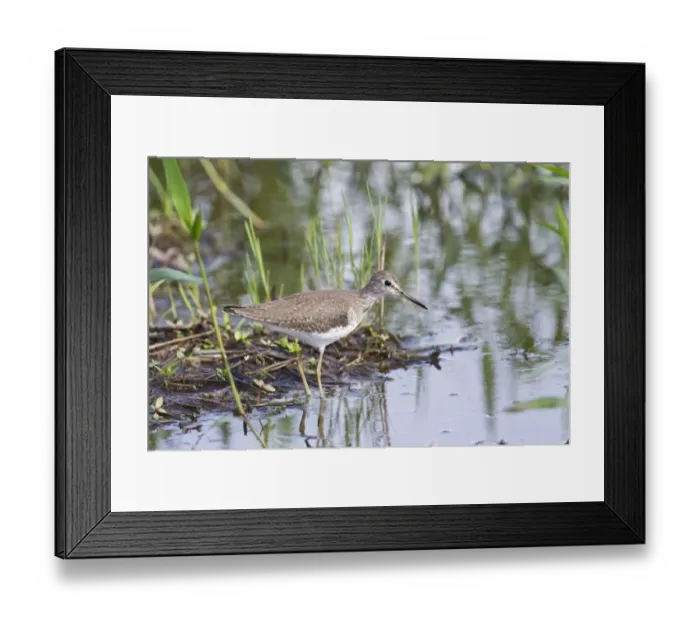 Framed Print : Solitary Sandpiper (Tringa solitaria) adult, non-breeding plumage, standing in shallow water, Trinidad Framed Print : Solitary Sandpiper (Tringa solitaria) adult, non-breeding plumage, standing in shallow water, Trinidad