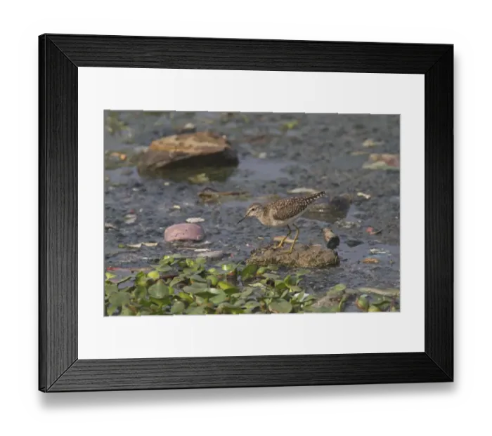 Framed Print : Wood Sandpiper (Tringa glareola) juvenile, foraging in shallow water amongst rubbish, Rajasthan, India, February Framed Print : Wood Sandpiper (Tringa glareola) juvenile, foraging in shallow water amongst rubbish, Rajasthan, India, February