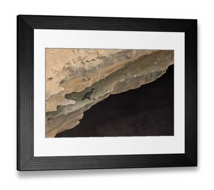 Framed Print : European Shag (Phalacrocorax aristotelis riggenbachi) North African subspecies, adult, non-breeding plumage Framed Print : European Shag (Phalacrocorax aristotelis riggenbachi) North African subspecies, adult, non-breeding plumage