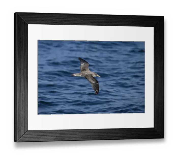 Framed Print : Corys Shearwater (Calonectris borealis) adult, in flight over sea, Morocco, November Framed Print : Corys Shearwater (Calonectris borealis) adult, in flight over sea, Morocco, November