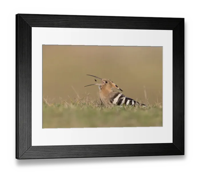 Framed Print : Eurasian Hoopoe (Upupa epops) adult, feeding, tossing up and catching beetle in beak, standing on ground, Suffolk Framed Print : Eurasian Hoopoe (Upupa epops) adult, feeding, tossing up and catching beetle in beak, standing on ground, Suffolk