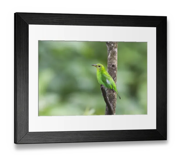 Framed Print : Green Honeycreeper (Chlorophanes spiza) adult female, perched on twig, Trinidad, Trinidad and Tobago, November